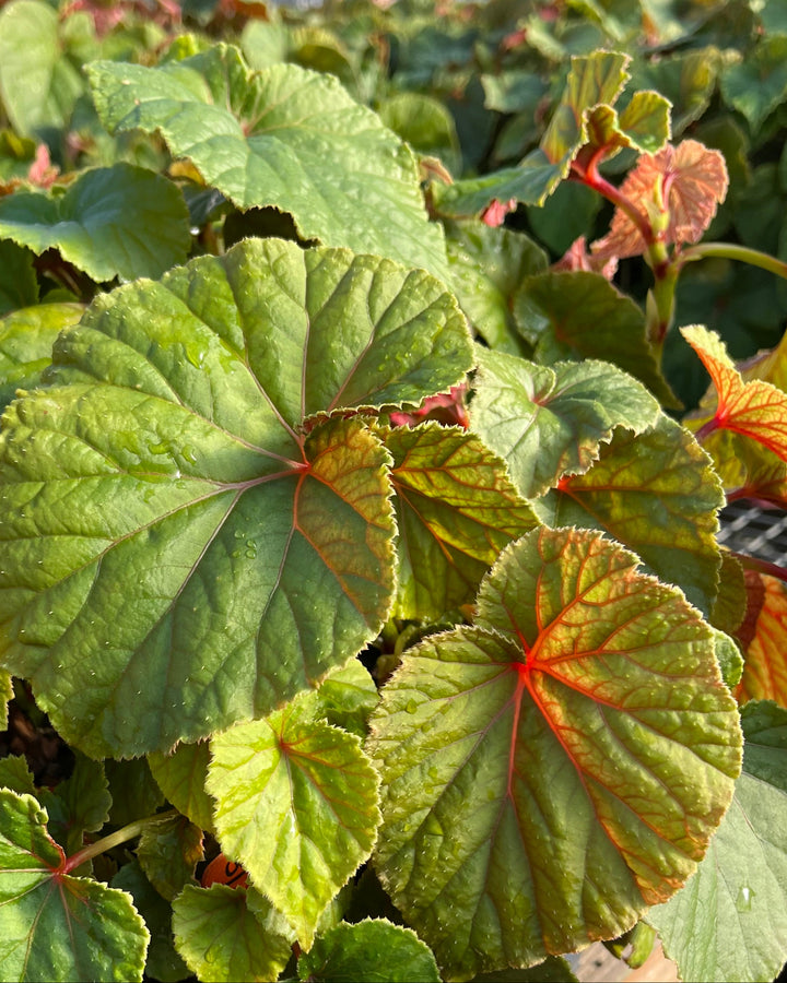 Begonia grandis (Hardy Begonia)