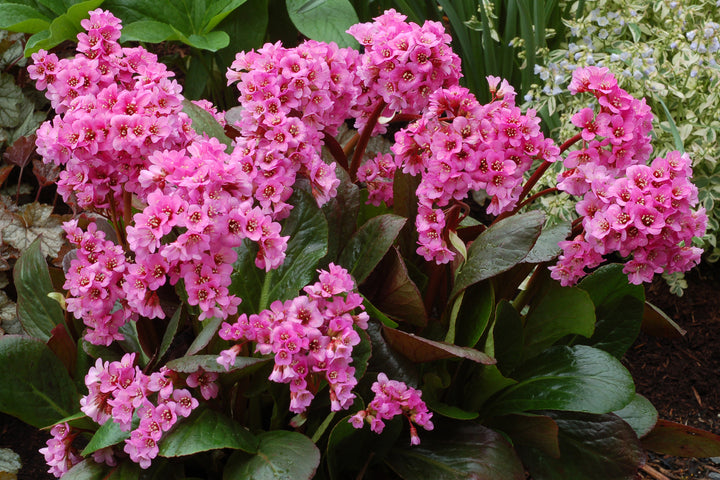 Bergenia x 'Spring Fling' (Heartleaf Bergenia)