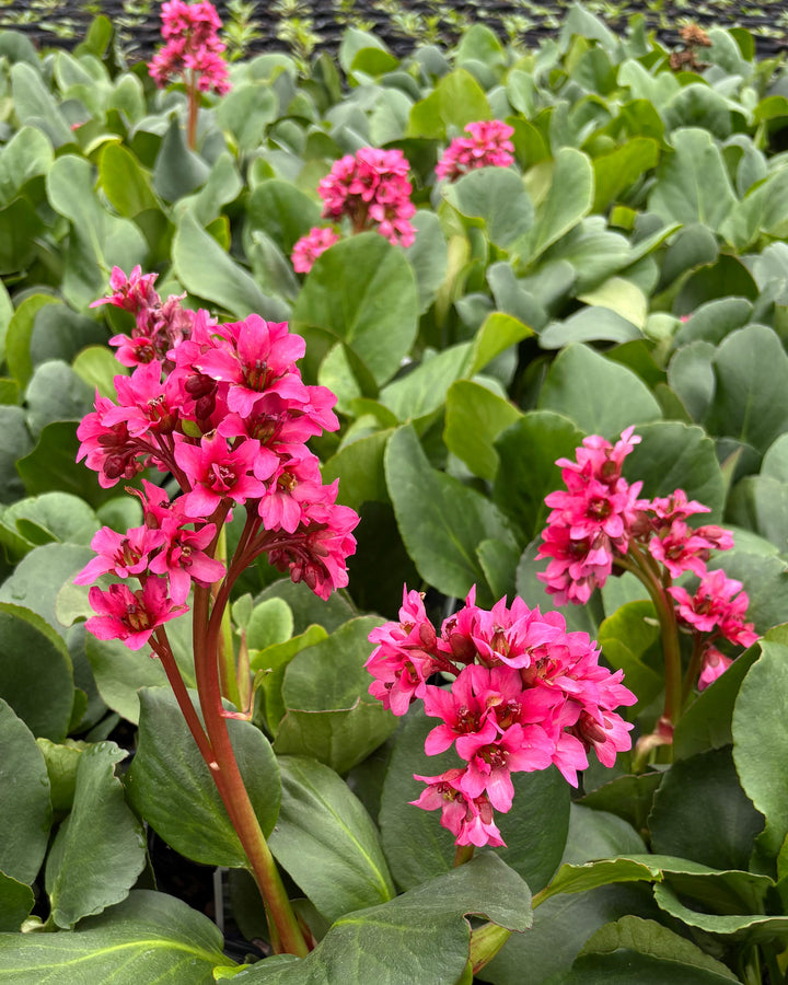 Bergenia cordifolia 'Miss Piggy' (Pigsqueak)