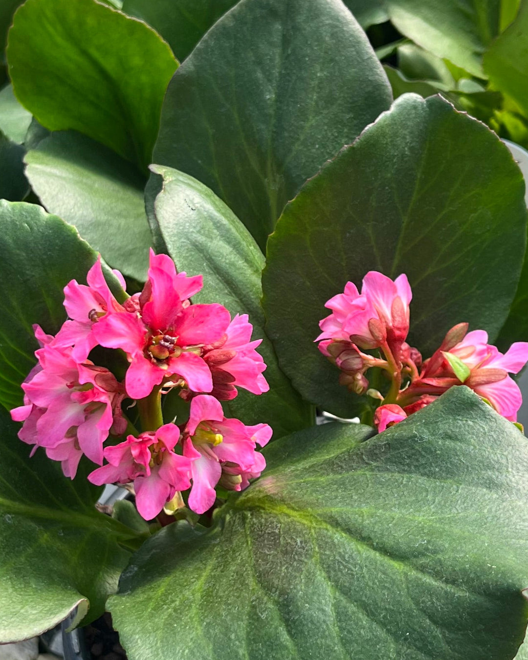 Bergenia cordifolia 'Miss Piggy' (Pigsqueak)