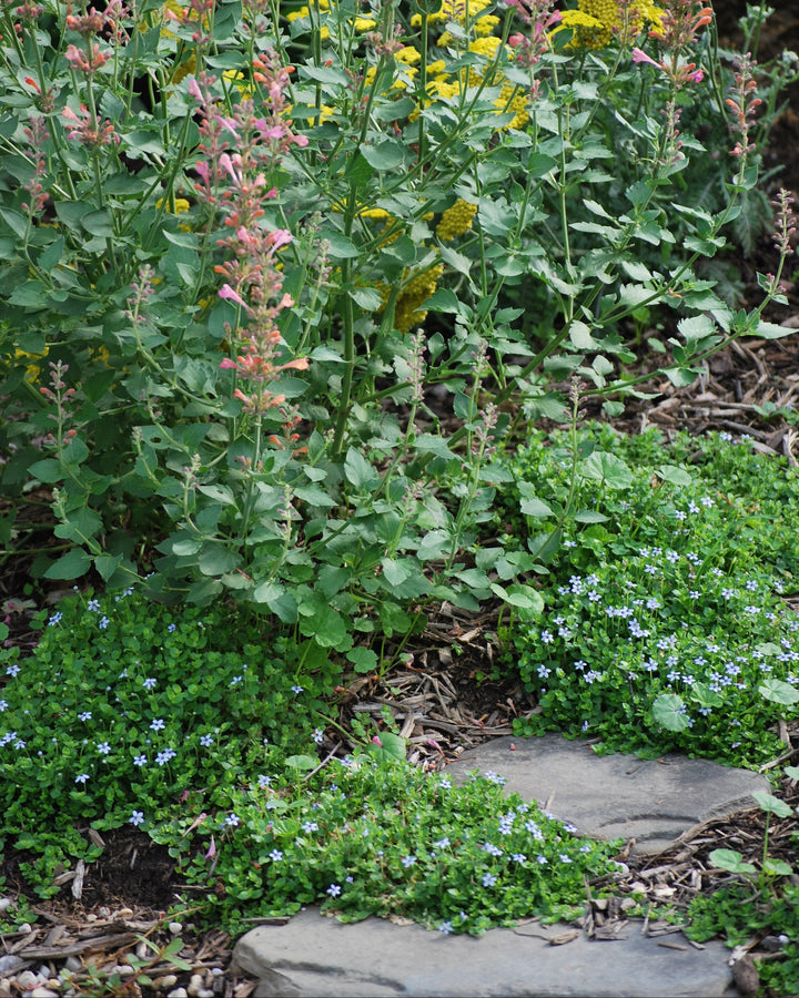 Isotoma fluviatilis (Blue Star Creeper)