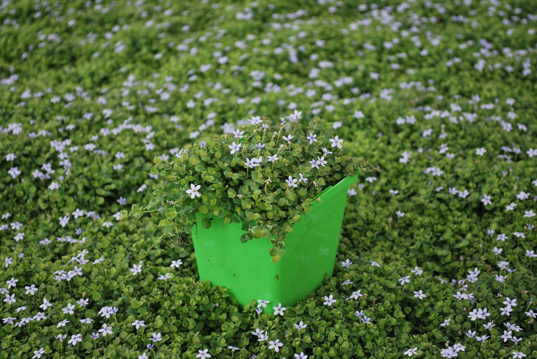 Isotoma fluviatilis (Blue Star Creeper)