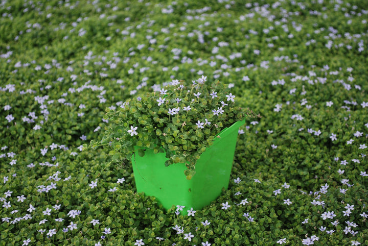 Isotoma fluviatilis (Blue Star Creeper)