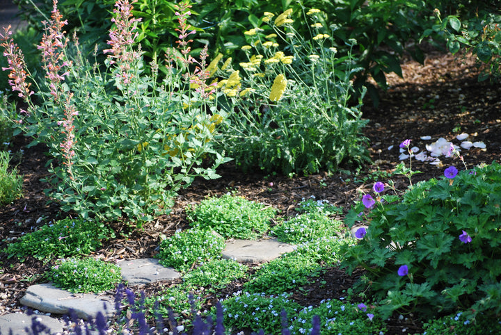 Isotoma fluviatilis (Blue Star Creeper)