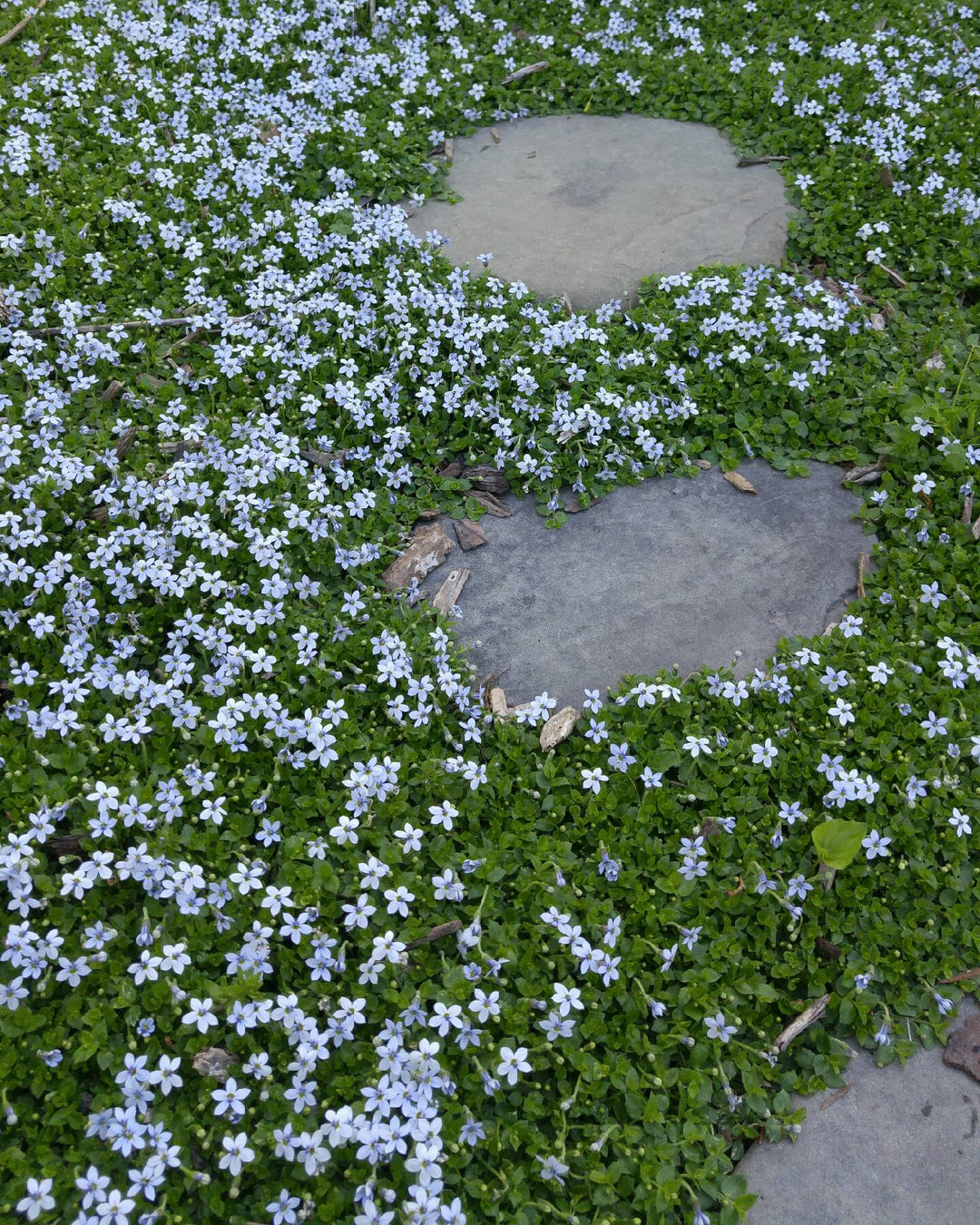 Isotoma fluviatilis (Blue Star Creeper)