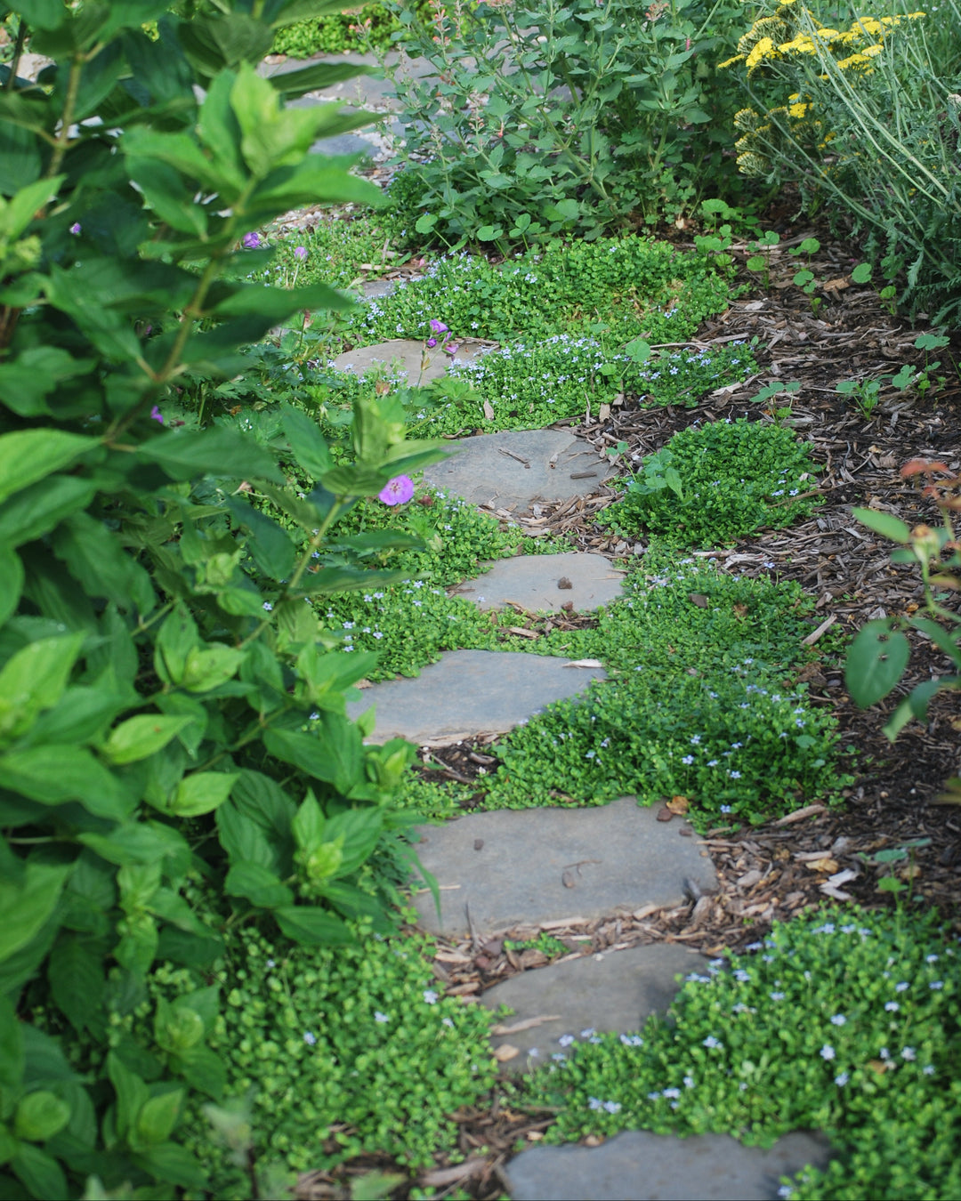 Isotoma fluviatilis (Blue Star Creeper)