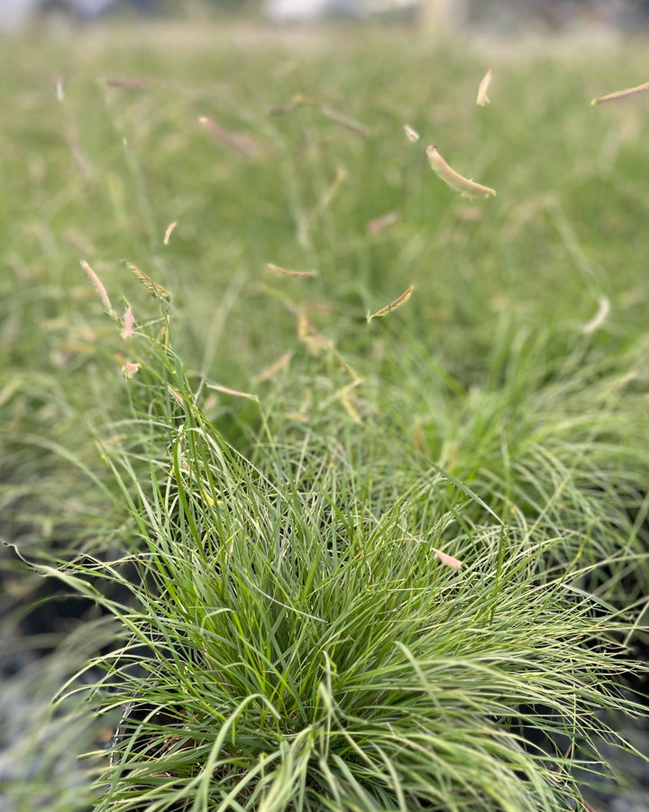 Bouteloua gracilis 'Blonde Ambition' (Blue Grama)