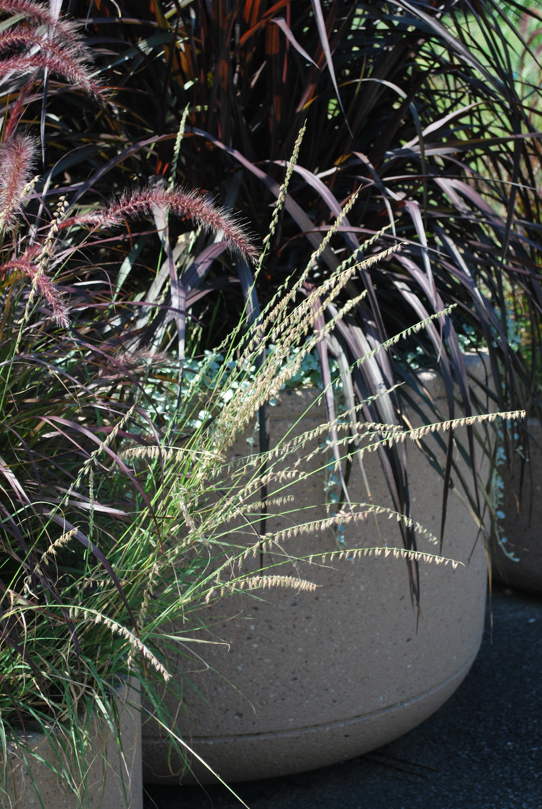 Bouteloua curtipendula (Sideoats Grama)