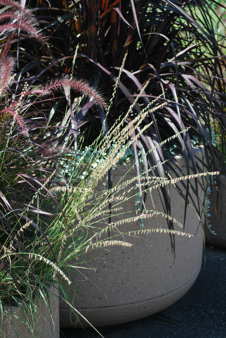 Bouteloua curtipendula (Sideoats Grama)