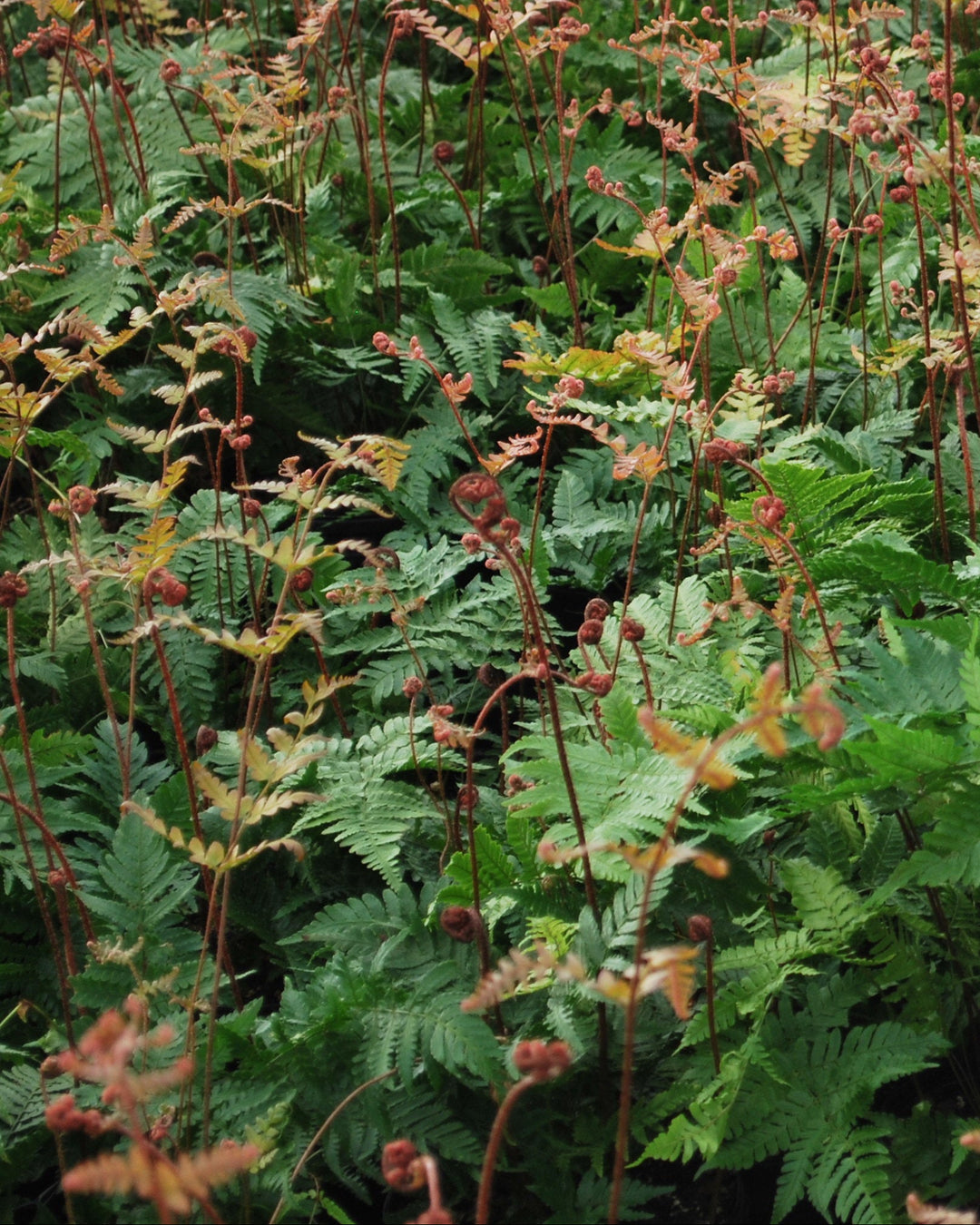 Dryopteris erythrosora 'Brilliance' (Brilliance Autumn Fern)