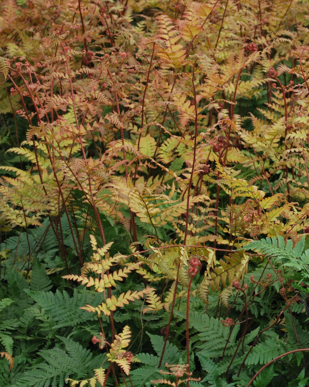 Dryopteris erythrosora 'Brilliance' (Brilliance Autumn Fern)