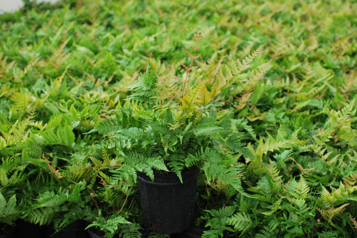 Dryopteris erythrosora 'Brilliance' (Brilliance Autumn Fern)