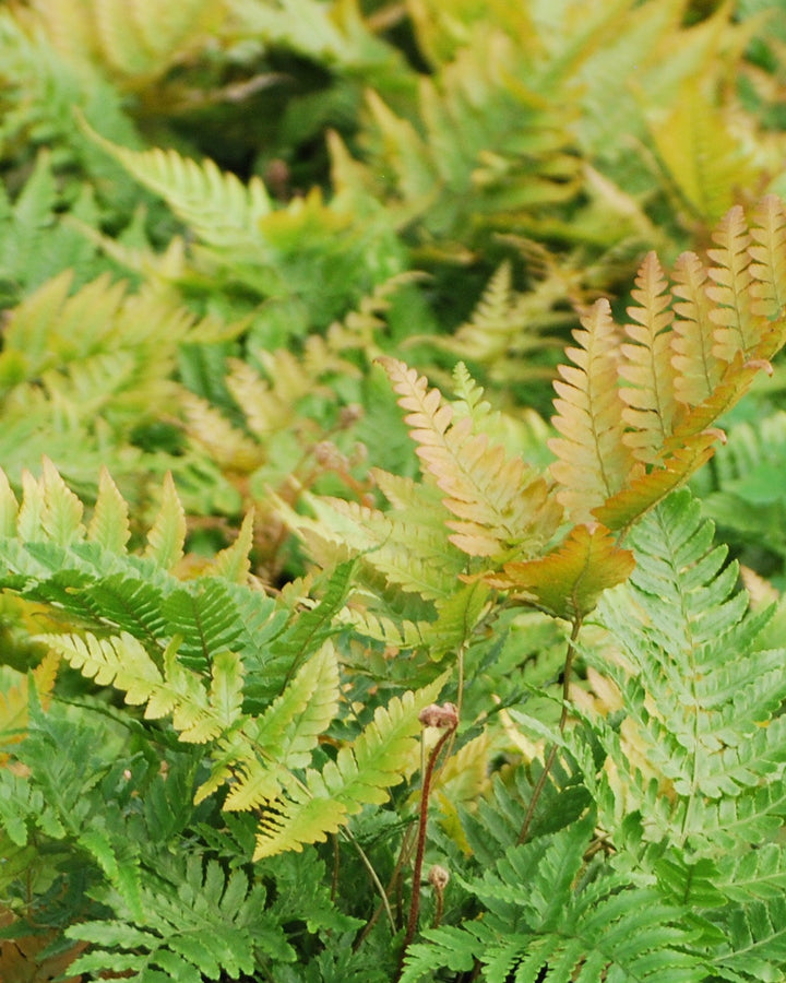 Dryopteris erythrosora 'Brilliance' (Brilliance Autumn Fern)