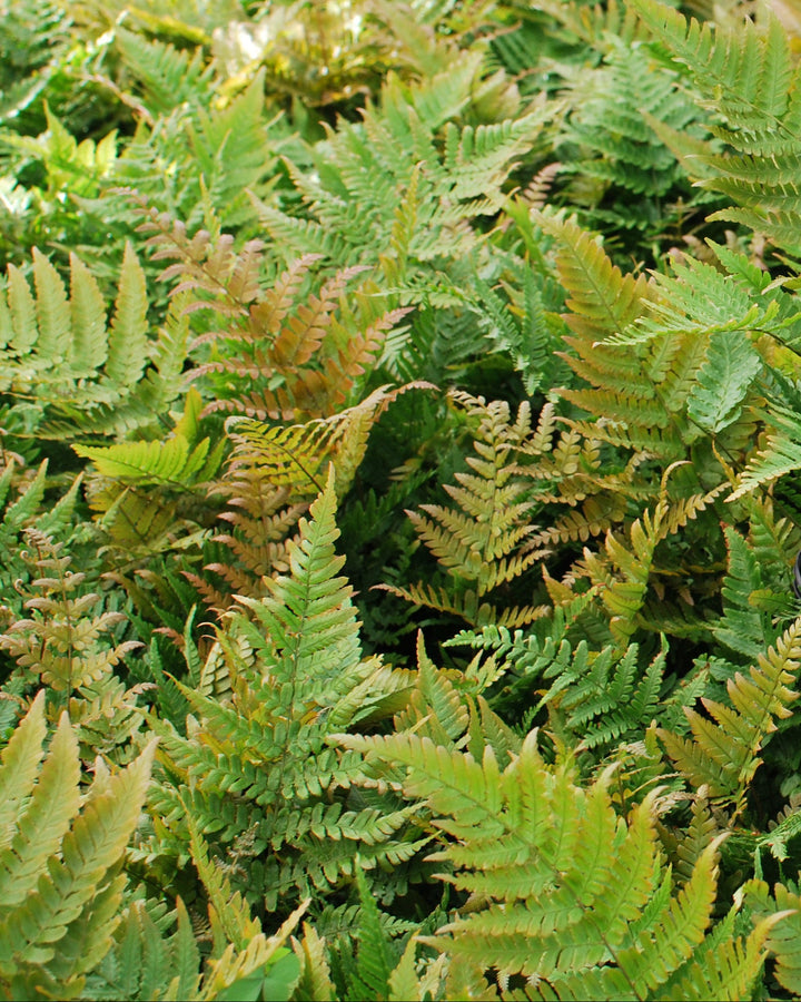 Dryopteris erythrosora 'Brilliance' (Brilliance Autumn Fern)