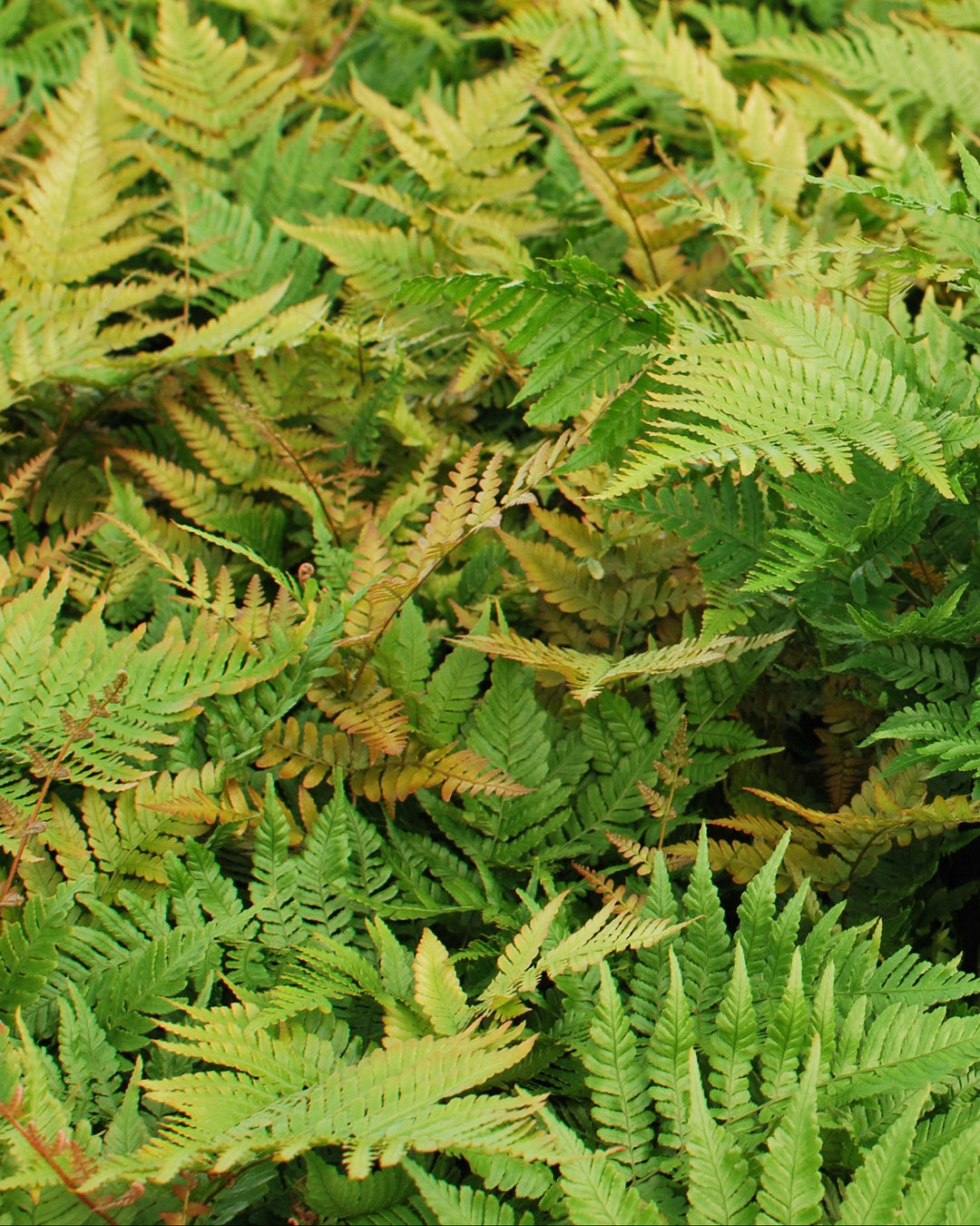 Dryopteris erythrosora 'Brilliance' (Brilliance Autumn Fern)