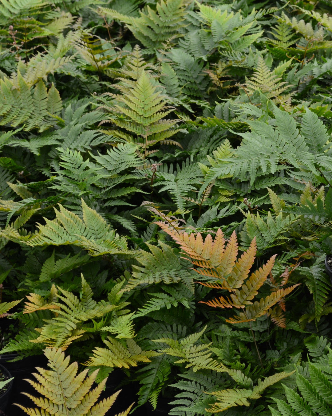 Dryopteris erythrosora 'Brilliance' (Brilliance Autumn Fern)
