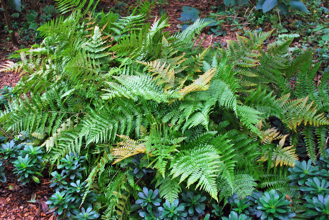Dryopteris erythrosora 'Brilliance' (Brilliance Autumn Fern)