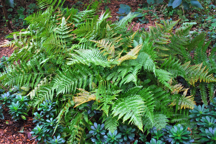 Dryopteris erythrosora 'Brilliance' (Brilliance Autumn Fern)