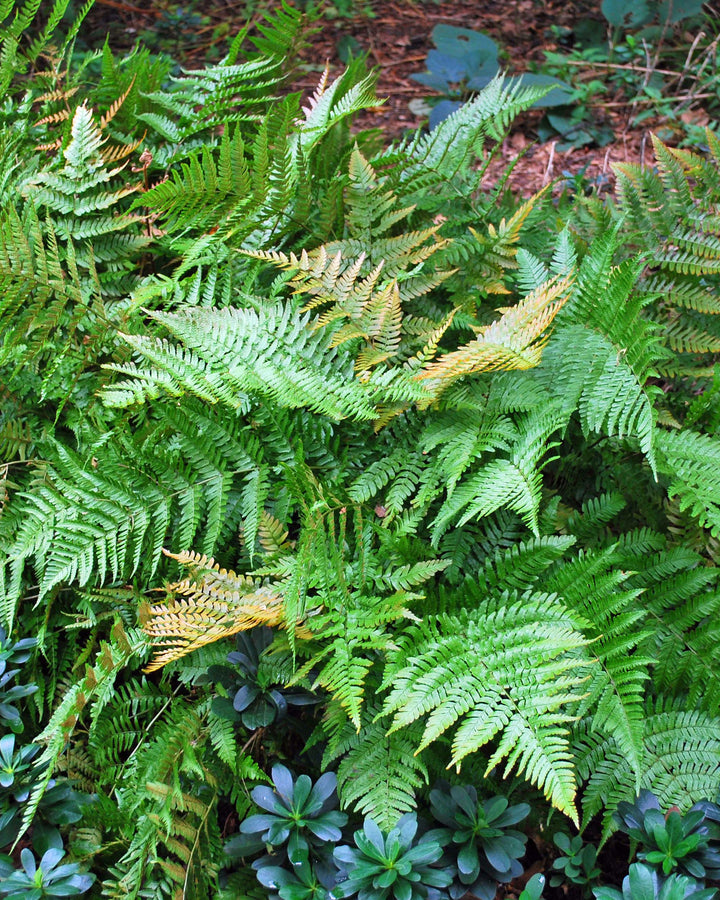Dryopteris erythrosora 'Brilliance' (Brilliance Autumn Fern)