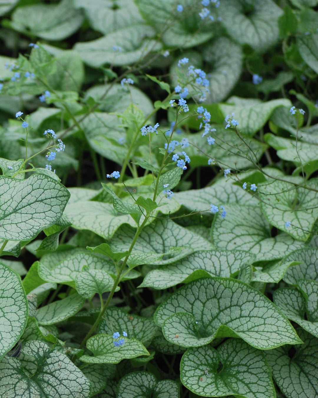 Brunnera macrophylla 'Alexander's Great' (False Forget-me-not, Siberian bugloss)