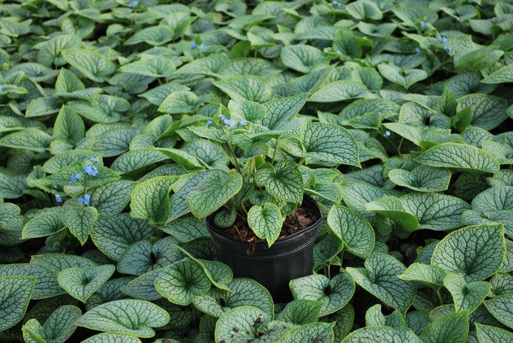 Brunnera macrophylla 'Alexander's Great' (False Forget-me-not, Siberian bugloss)