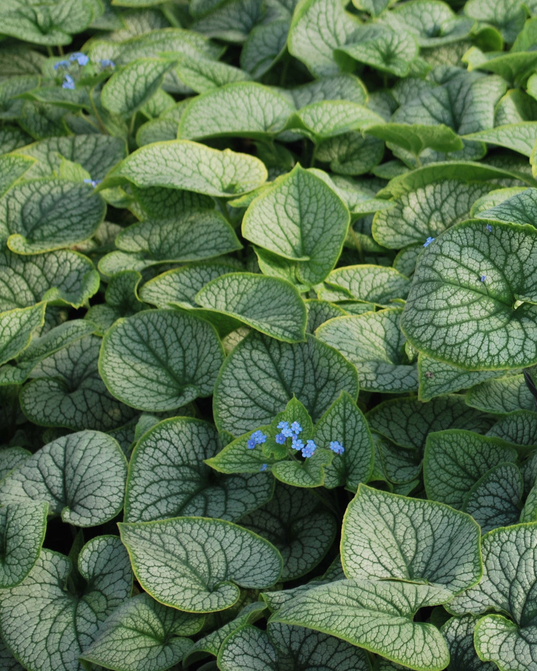 Brunnera macrophylla 'Alexander's Great' (False Forget-me-not, Siberian bugloss)