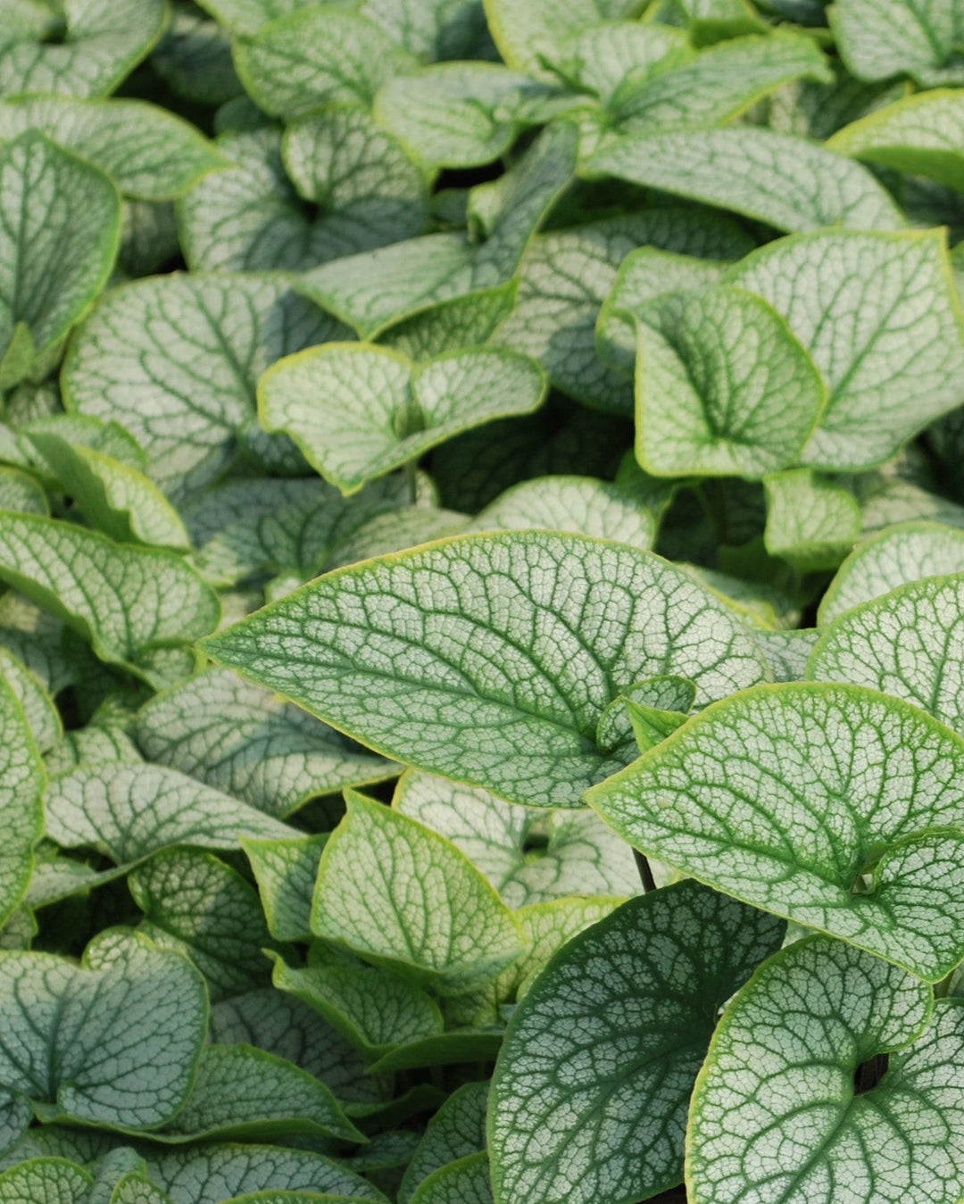 Brunnera macrophylla 'Alexander's Great' (False Forget-me-not, Siberian bugloss)