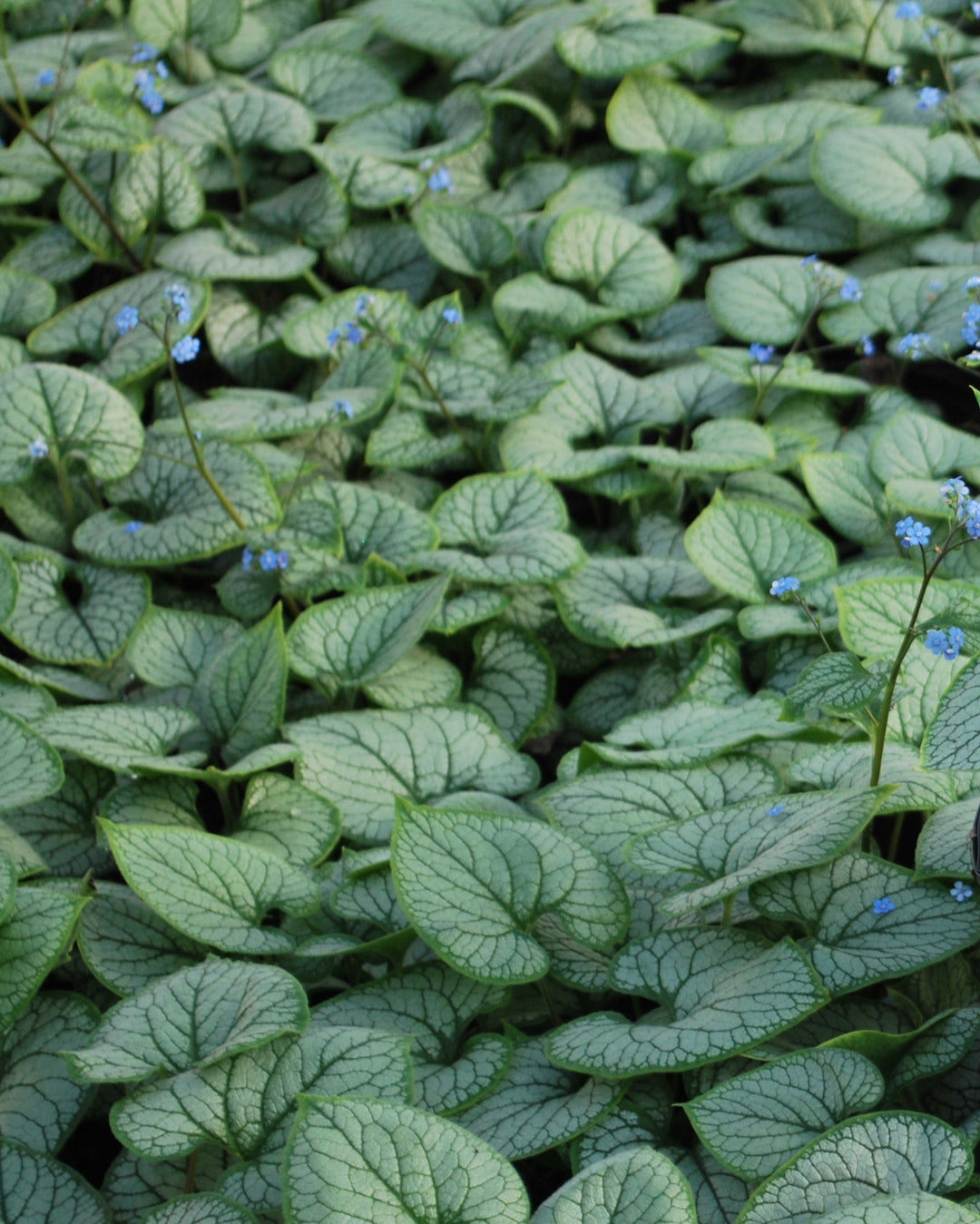 Brunnera macrophylla 'Jack Frost' (Variegated Dwarf Anchusa)