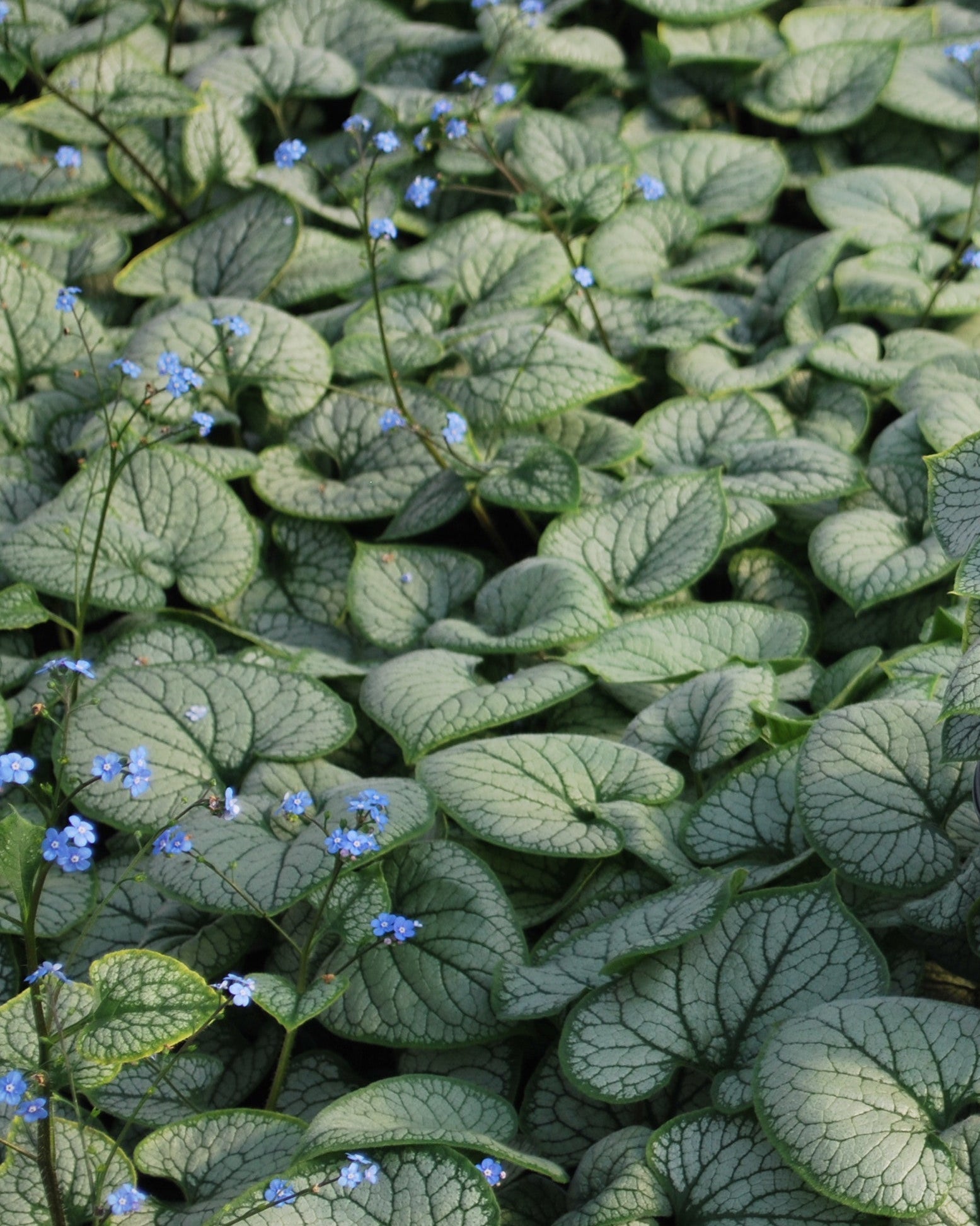 Brunnera macrophylla 'Jack Frost' (Variegated Dwarf Anchusa