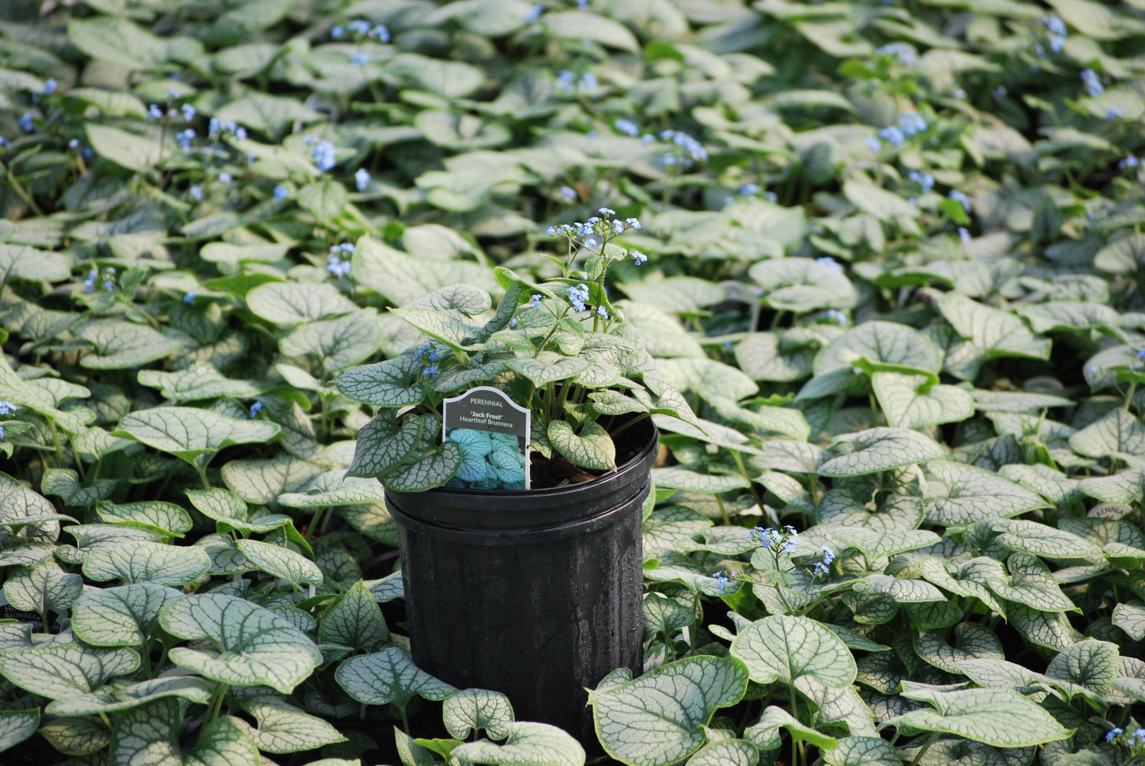 Brunnera macrophylla 'Jack Frost' (Variegated Dwarf Anchusa