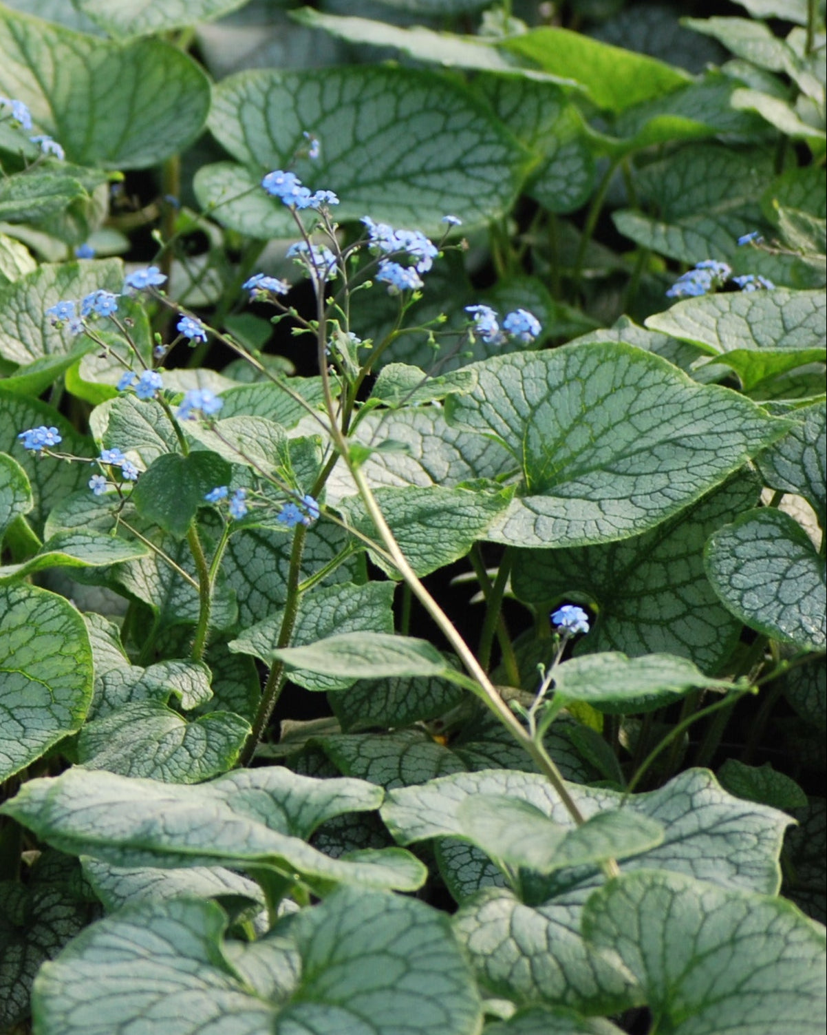 Brunnera macrophylla 'Jack Frost' (Variegated Dwarf Anchusa