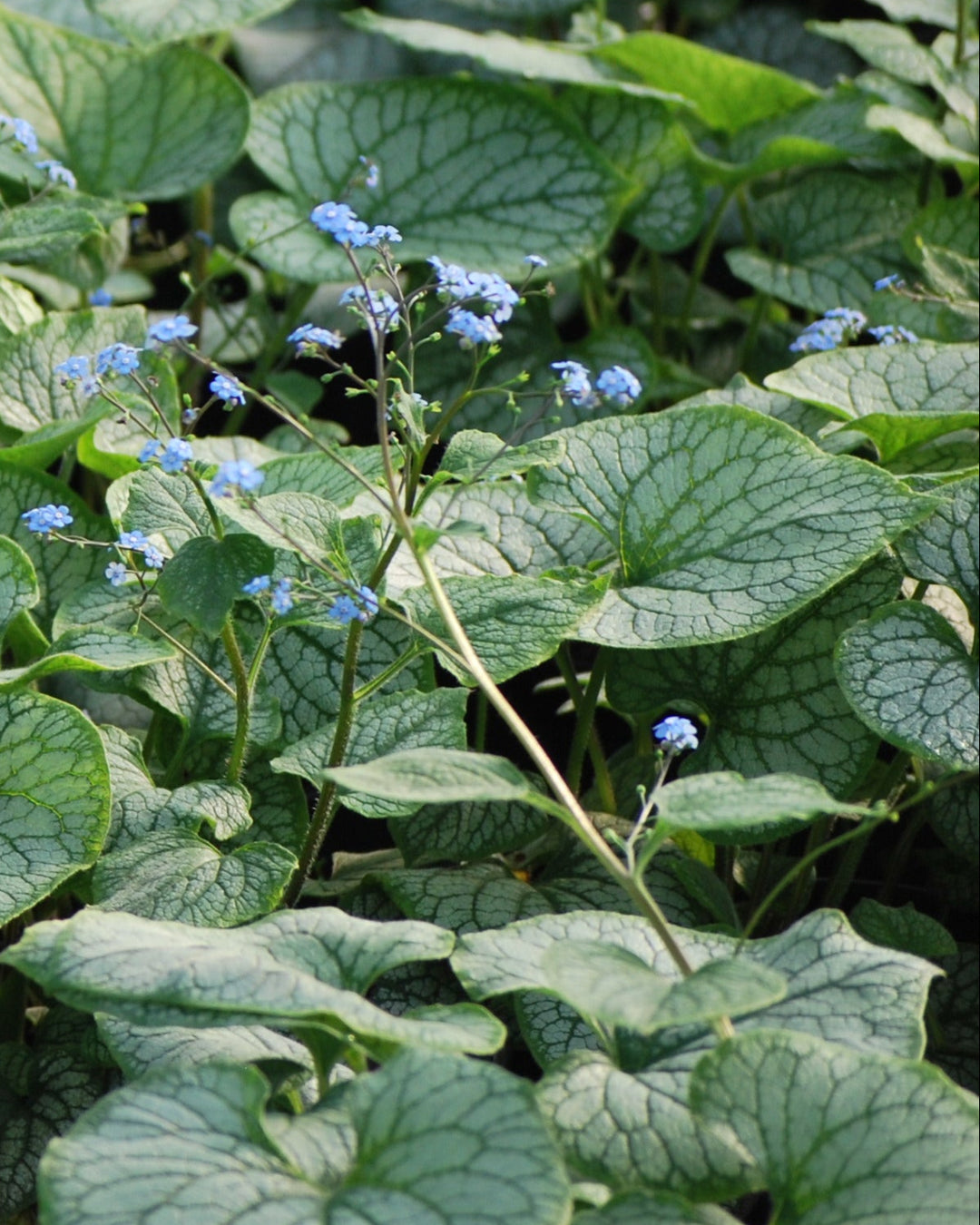 Brunnera macrophylla 'Jack Frost' (Variegated Dwarf Anchusa)