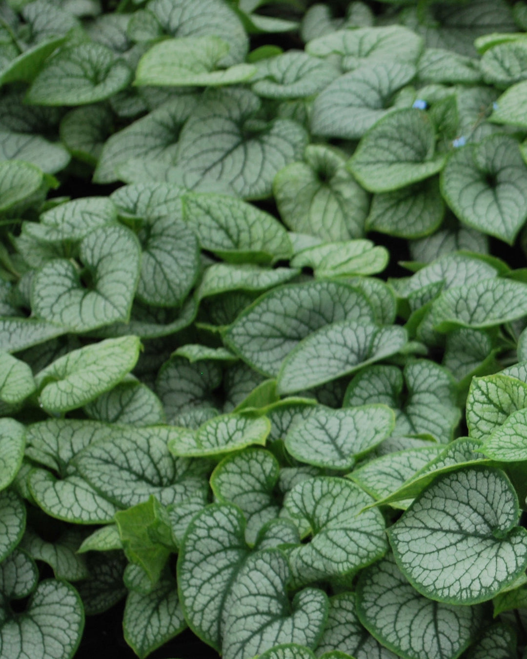 Brunnera macrophylla 'Jack Frost' (Variegated Dwarf Anchusa)