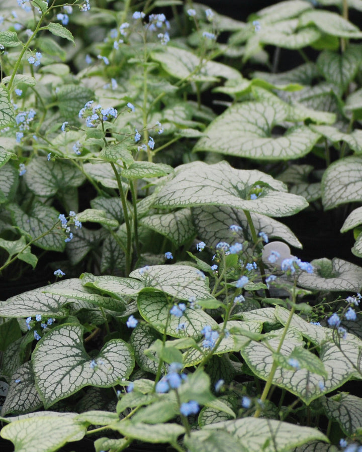 Brunnera macrophylla 'Jack Frost' (Variegated Dwarf Anchusa)