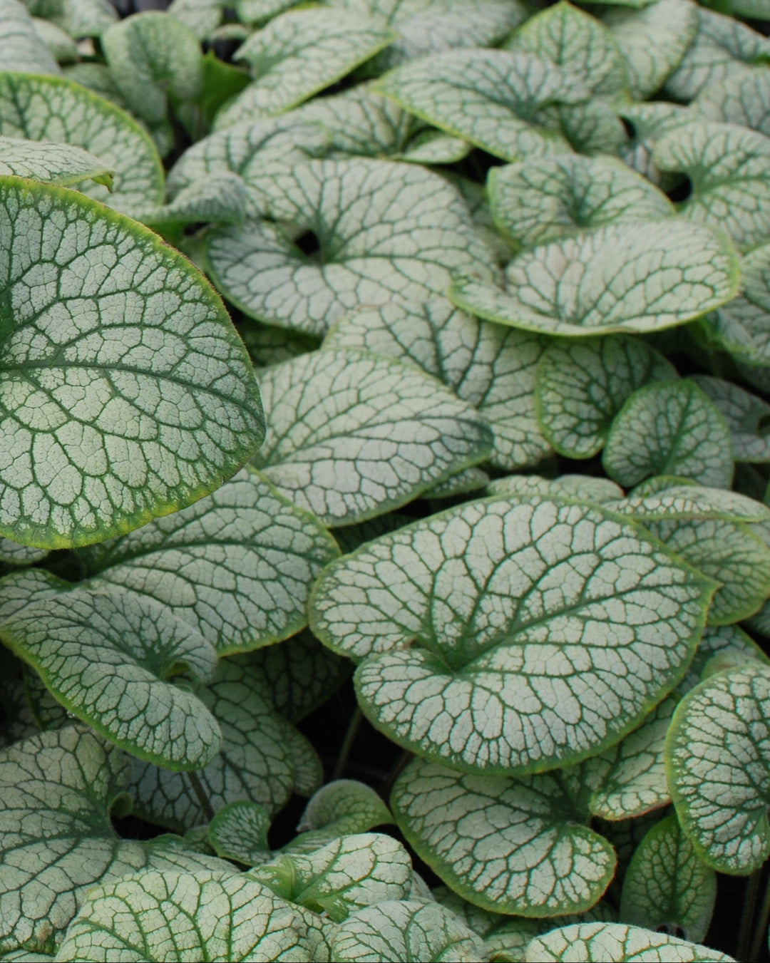 Brunnera macrophylla 'Jack Frost' (Variegated Dwarf Anchusa)