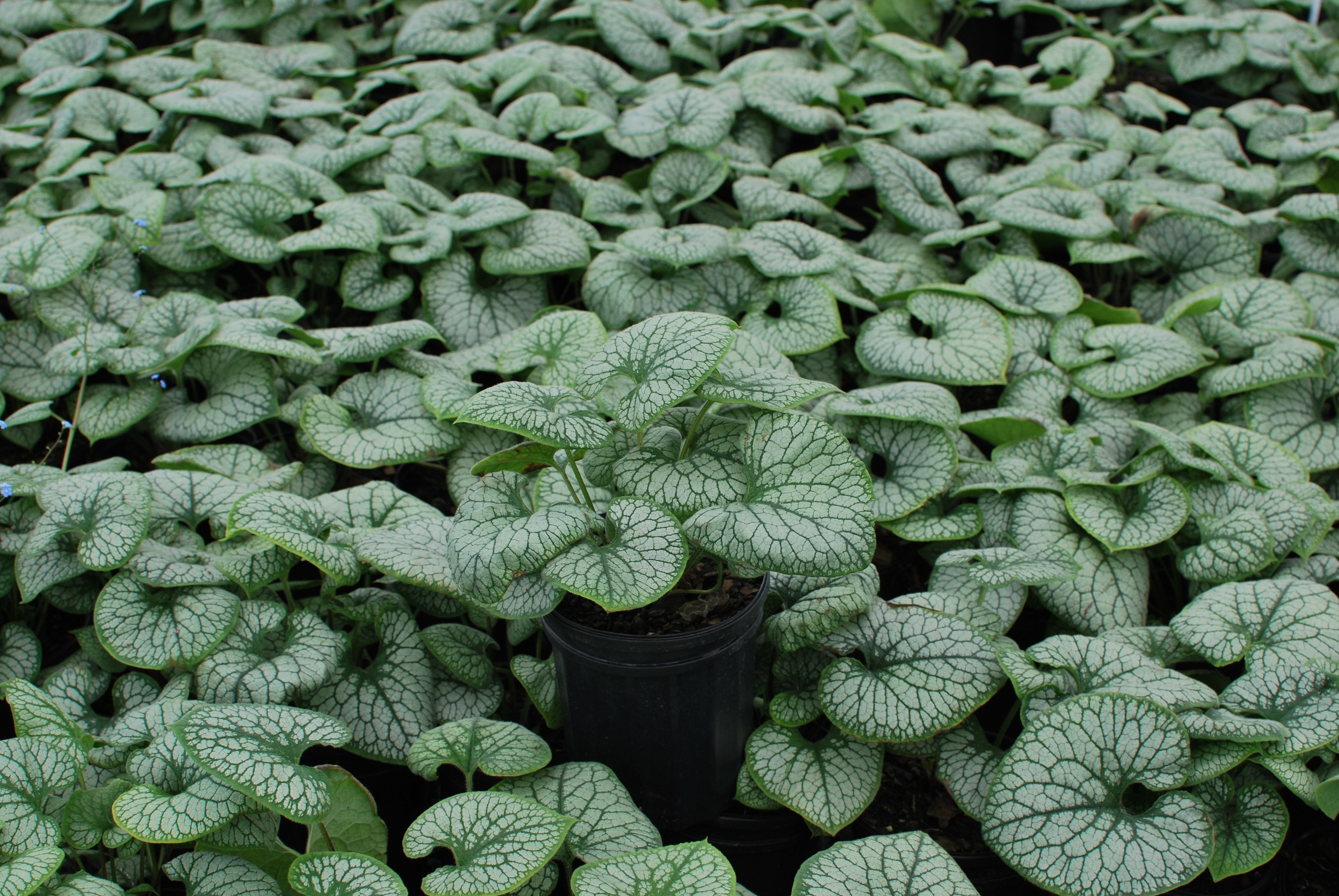 Brunnera macrophylla 'Jack Frost' (Variegated Dwarf Anchusa