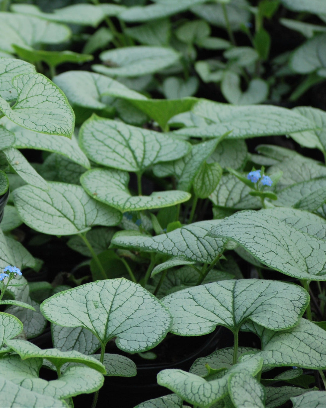 Brunnera macrophylla 'Silver Heart' (Silver Heart Forget-me-not)