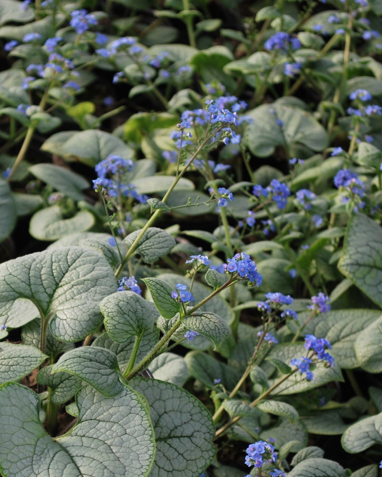 Brunnera macrophylla 'Sea Heart' (False Forget-me-not/Siberian