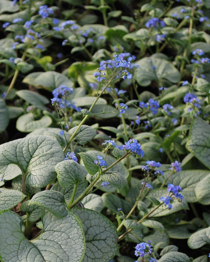 Brunnera macrophylla 'Sea Heart' (False Forget-me-not/Siberian Bugloss )