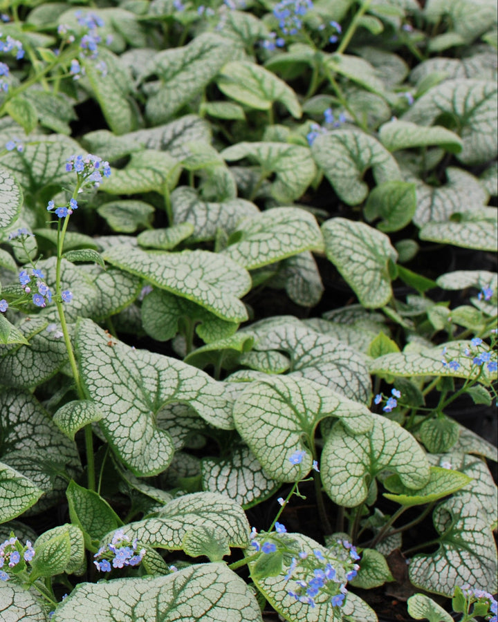 Brunnera macrophylla 'Sea Heart' (False Forget-me-not/Siberian Bugloss )