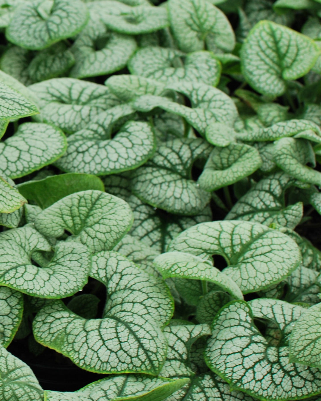 Brunnera macrophylla 'Sea Heart' (False Forget-me-not/Siberian Bugloss )