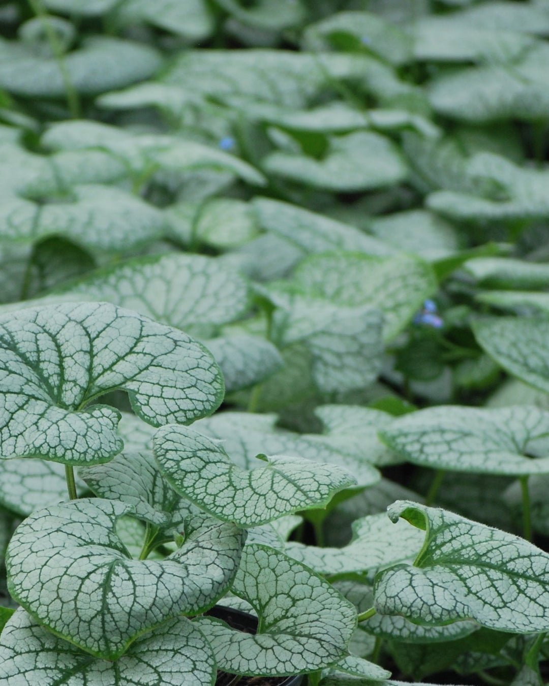 Brunnera macrophylla 'Sea Heart' (False Forget-me-not/Siberian Bugloss )