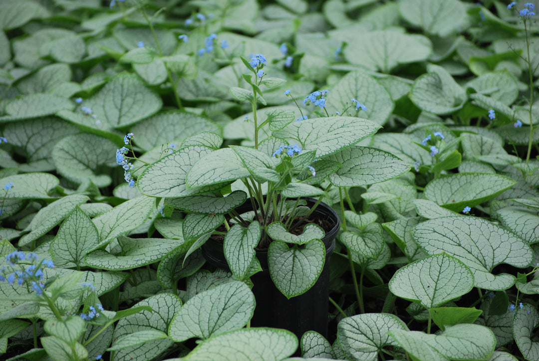 Brunnera macrophylla 'Silver Heart' (Silver Heart Forget-me-not)