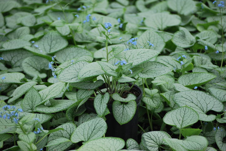 Brunnera macrophylla 'Silver Heart' (Silver Heart Forget-me-not)