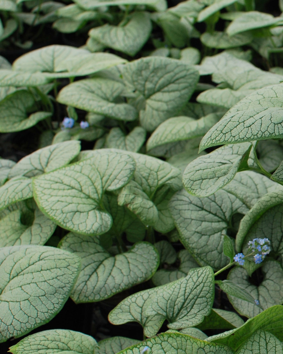 Brunnera macrophylla 'Silver Heart' (Silver Heart Forget-me-not)