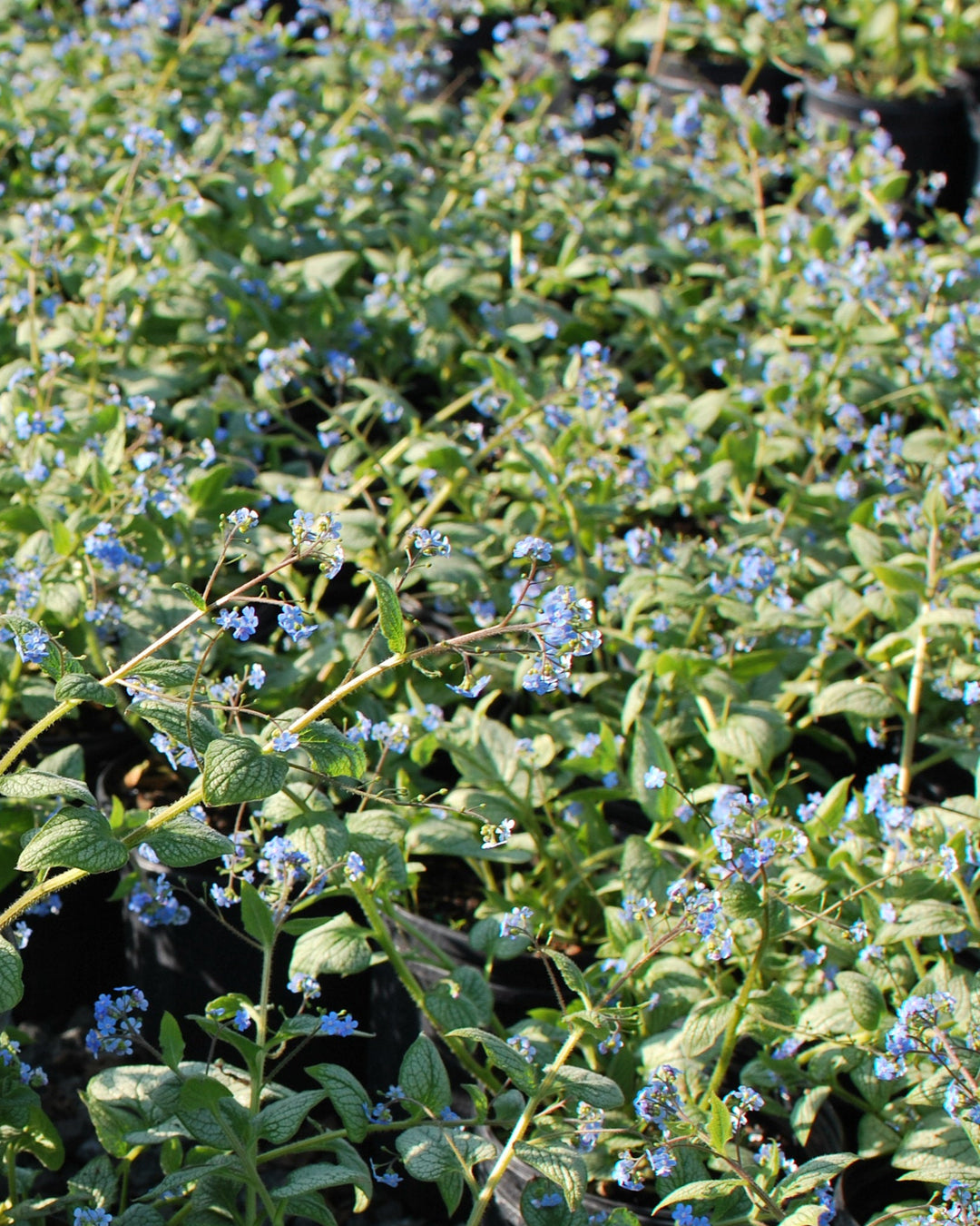Brunnera macrophylla 'Silver Heart' (Silver Heart Forget-me-not)