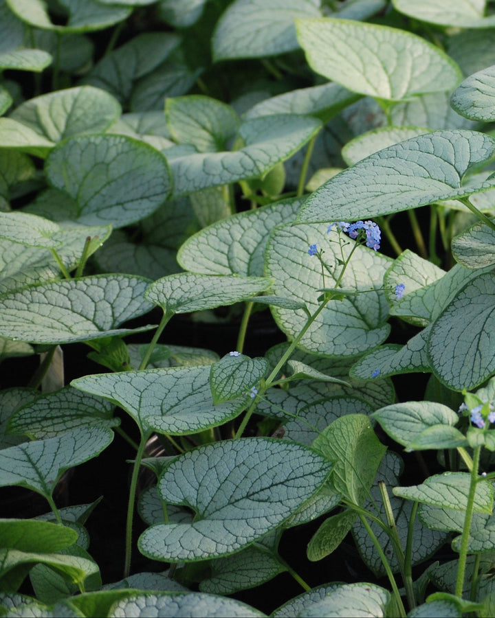 Brunnera macrophylla 'Silver Heart' (Silver Heart Forget-me-not)