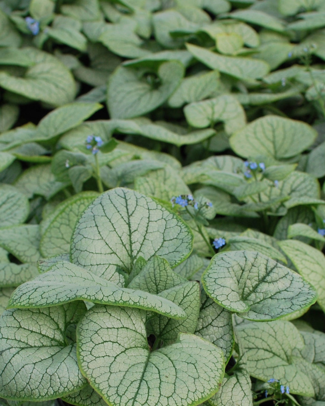 Brunnera macrophylla 'Silver Heart' (Silver Heart Forget-me-not)