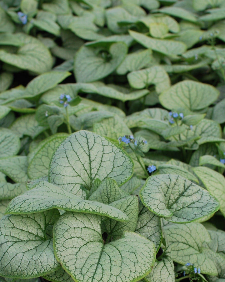 Brunnera macrophylla 'Silver Heart' (Silver Heart Forget-me-not)