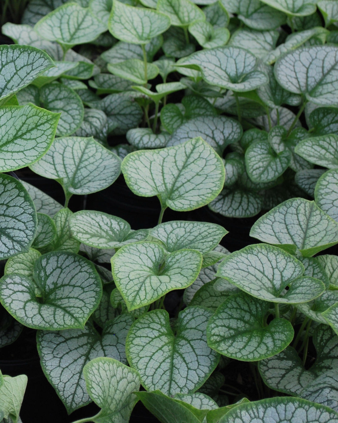 Brunnera macrophylla 'Jack Frost' (Variegated Dwarf Anchusa)